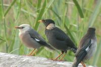 Collared Myna - Acridotheres albocinctus