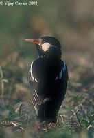 Asian Pied Starling - Sturnus contra