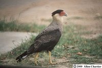 Southern Caracara - Caracara plancus