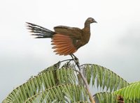 Gray-headed Chachalaca - Ortalis cinereiceps