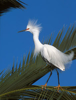 Snowy Egret (Egretta thula) photo