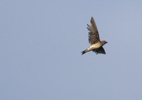 Brown-chested Martin (Progne tapera) photo