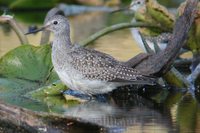 Greater Yellowlegs - Tringa melanoleuca