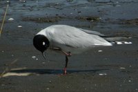 Saunders' Gull - Larus saundersi