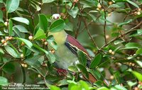 Thick-billed Pigeon - Treron curvirostra