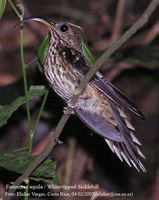 White-tipped Sicklebill - Eutoxeres aquila