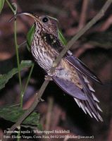 White-tipped Sicklebill - Eutoxeres aquila