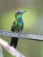 Violet-fronted Brilliant - Heliodoxa leadbeateri