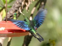 Great Sapphirewing - Pterophanes cyanopterus