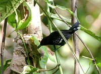 Dot-winged Antwren - Microrhopias quixensis