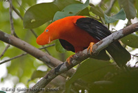 Andean Cock-of-the-Rock - Rupicola peruviana