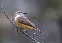 Streak-throated Bush-Tyrant - Myiotheretes striaticollis