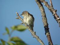 Common Chiffchaff - Phylloscopus collybita