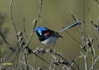 Variegated Fairywren - Malurus lamberti