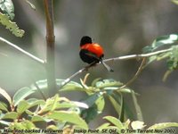 Red-backed Fairywren - Malurus melanocephalus