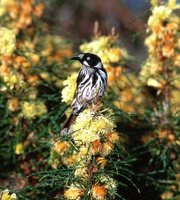 New Holland Honeyeater - Phylidonyris novaehollandiae