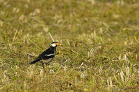 Asian Pied Starling - Gracupica contra