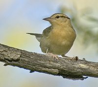 Worm-eating Warbler - Helmitheros vermivorus