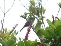 Greater Flowerpiercer - Diglossa major