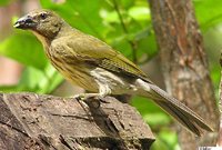 Streaked Saltator - Saltator striatipectus