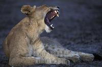 Lion ( Panthera leo ) , Serengeti National Park , Tanzania stock photo