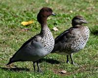 Australian Wood Ducks