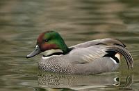 Falcated Duck, Escondido, CA