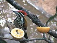 Golden-backed Woodpecker