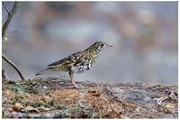 Scaly Thrush