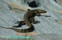 Varanus niloticus