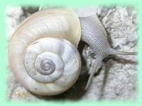 Chilostoma cingulatum baldense