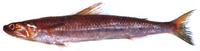 매퉁이 Saurida undosquamis (Richardson)