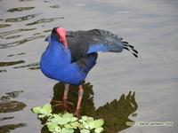 Swamphen, Porphyrio porphyrio. Brisbane, Queensland. December 2004. Photo © Barrie Jamieson