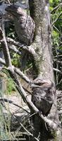 ...Tawny Frogmouth, Podargus strigoides, a pair at Coolum,Queensland, 26 January 2006. Photo © Barr