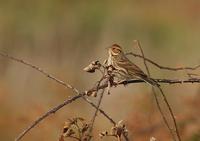 Bruant nain (Emberiza pusilla)