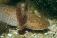 : Ambystoma mexicanum; Mexican Axolotl