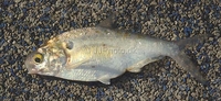 American Gizzard Shad Dorosoma cepedianum