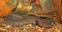 : Necturus maculosus louisianensis; Red River Mudpuppy