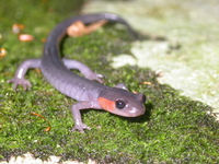 : Plethodon jordani; Jordan's Salamander