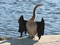 : Anhinga melanogaster; Darter