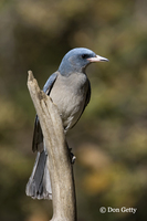 : Aphelocoma ultramarina; Gray-breasted Jay