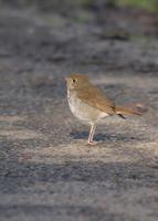 : Catharus guttatus; Hermit Thrush