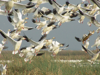 : Chen caerulescens; Ganso Blanco