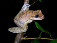 : Smilisca sordida