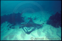 : Myliobatis californica; California Bay Ray