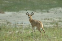 : Redunca arundinum; Common Reedbuck