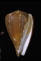 : Conus sp.