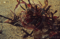 : Pandalus danae; Coonstripe Shrimp