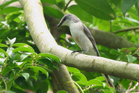 Ashy Minivet 灰山椒鳥