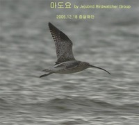 마도요 Eurasian Curlew